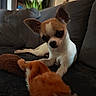 chihuahua, dog, toy, couch, indoor, pet, small_dog, brown_and_white, fur, ears, curious, home, living_room, plant, pillow, resting, animal, cute, playful, close_up