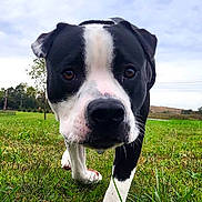 Fenrir is registered to the contest to win money with this photo: dog, black_and_white, grass, outdoor, close_up, canine, pet, nature, field, walking, curious, animal, muzzle, ears, eyes, snout, sky, tree, leash, daytime