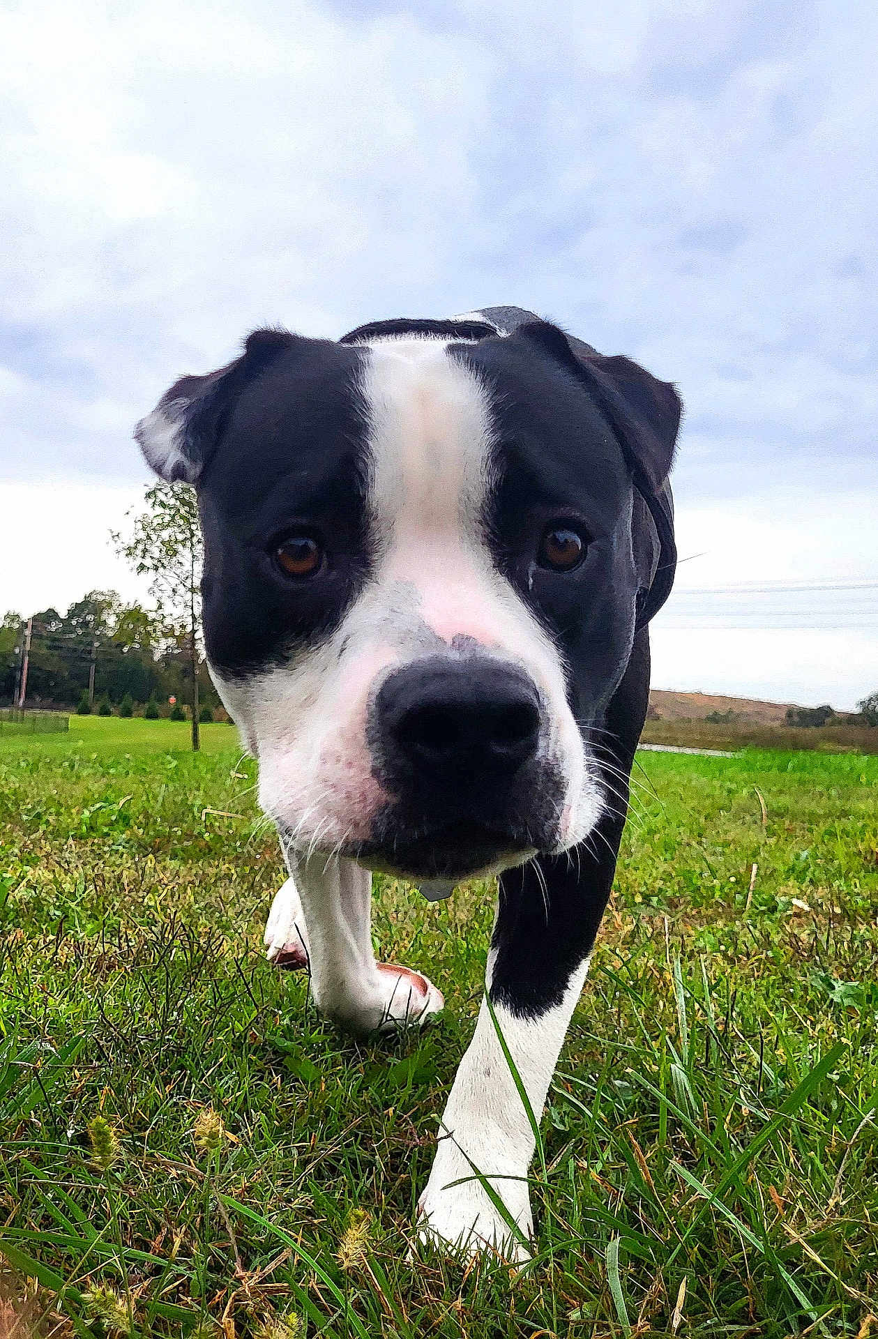 Fenrir is registered to the contest to win money with this photo: dog, black_and_white, grass, outdoor, close_up, canine, pet, nature, field, walking, curious, animal, muzzle, ears, eyes, snout, sky, tree, leash, daytime