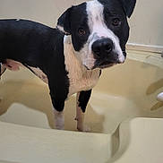 Fenrir is registered to the contest to win money with this photo: animal, bathroom, bathtub, black_and_white, canine, curious, dog, domestic_animal, ears, expression, floor, fur, indoors, looking_up, pet, snout, standing, water, wet, white_wall