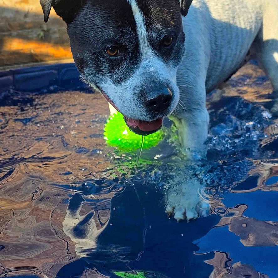 Sparticus joined the competition — help win amazing prizes! animal, ball, bulldog, canine, dog, fish, outdoors, pet, pointer, pool, puppy, sealife, shark, sphere, sport, summer, swimmingpool, tennis, tennisball, water
