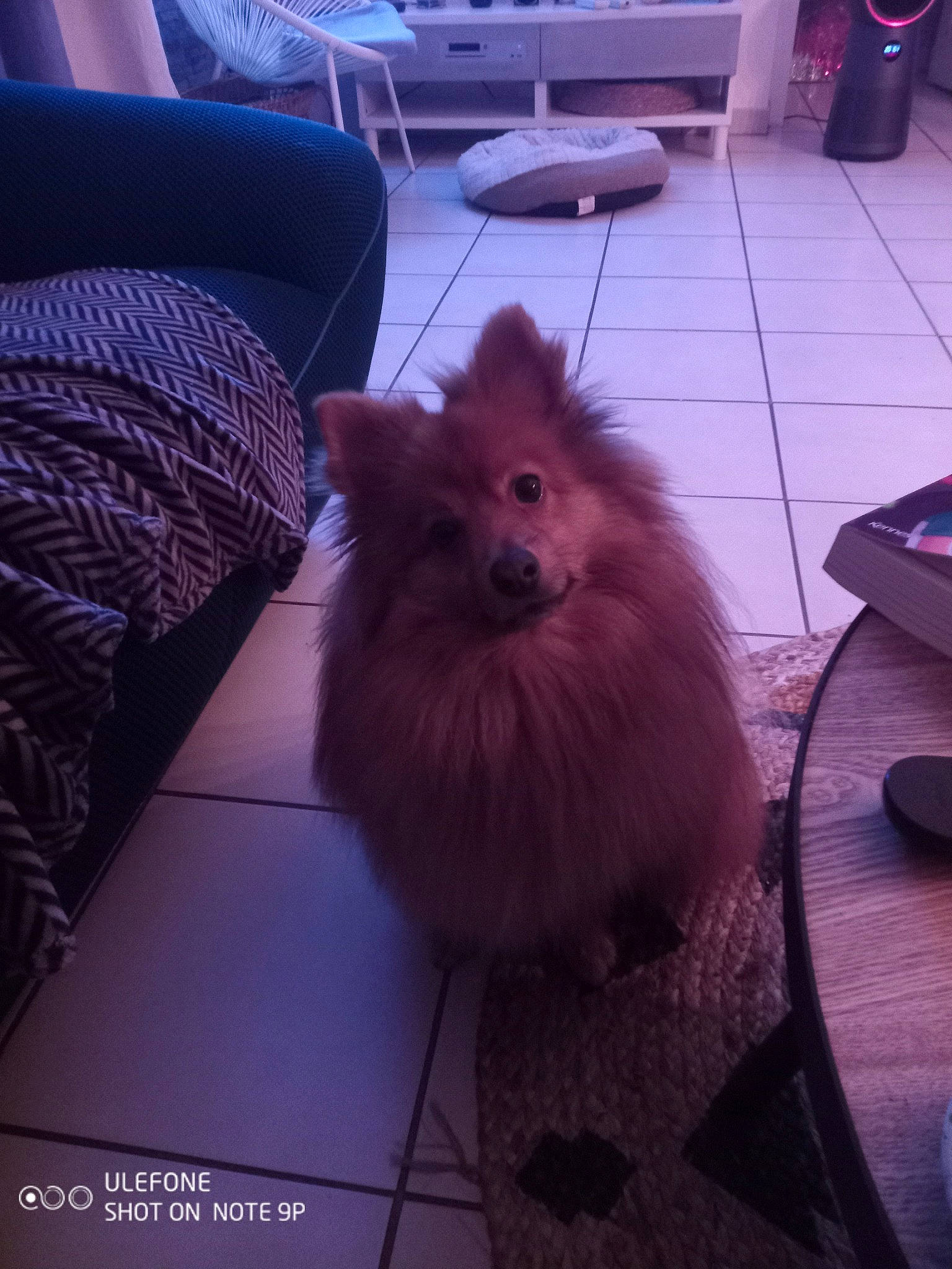 Raka participe au concours pour gagner de l'argent avec cette photo : canidae, carnivore, cloud, companion_dog, dog, dog_breed, fawn, felidae, floor, flooring, german_spitz, german_spitz_klein, german_spitz_mittel, hardwood, pomeranian, snout, spitz, tail, toy_dog, whiskers