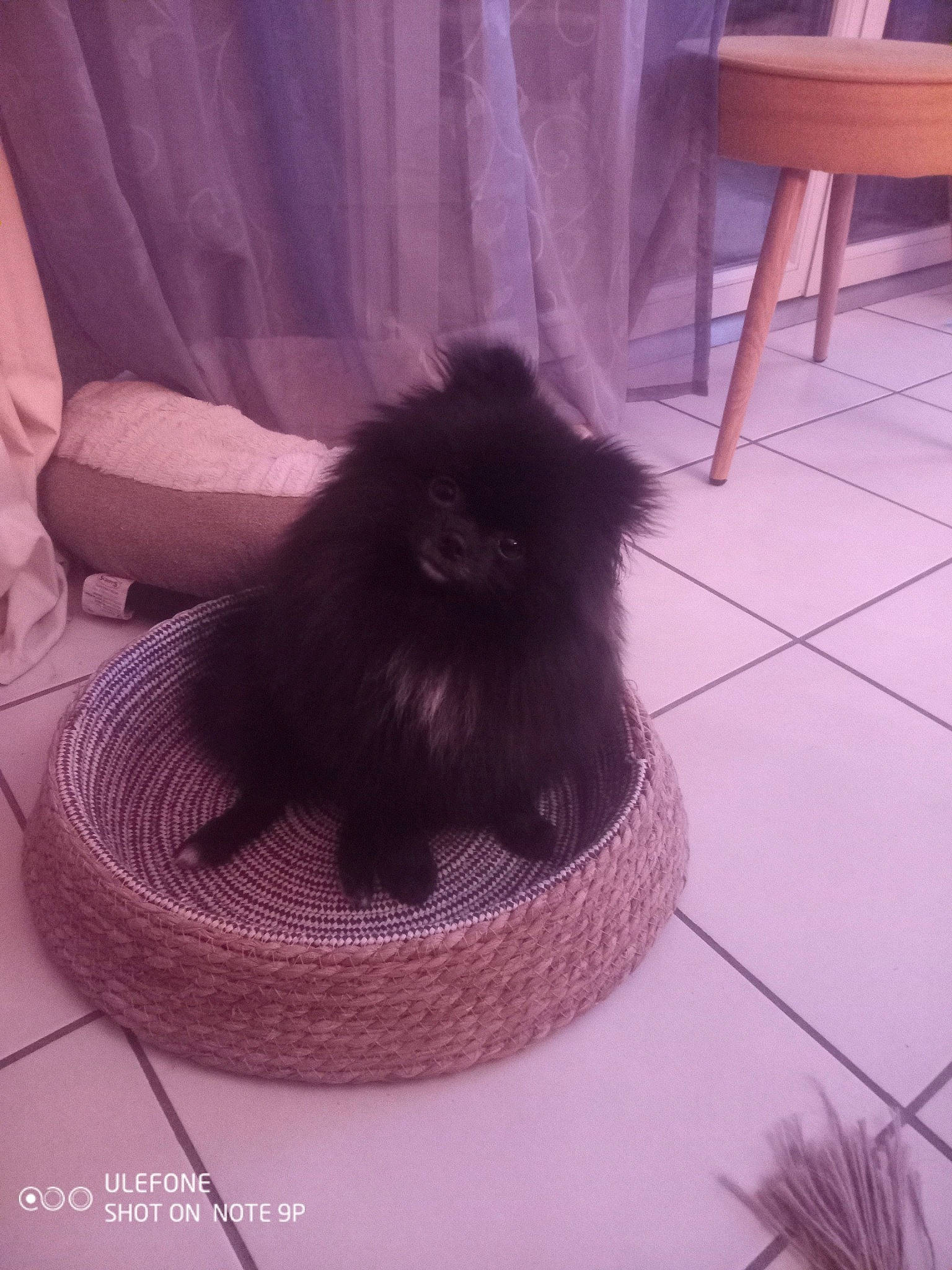 Tokyo a rejoint le concours — aidez-le/la à gagner de superbes lots ! black_cat, carnivore, cat, comfort, companion_dog, dog_breed, fashion_accessory, feather, felidae, flooring, fur, hardwood, liver, magenta, purple, small_to_medium_sized_cats, sporting_group, tail, tints_and_shades, whiskers