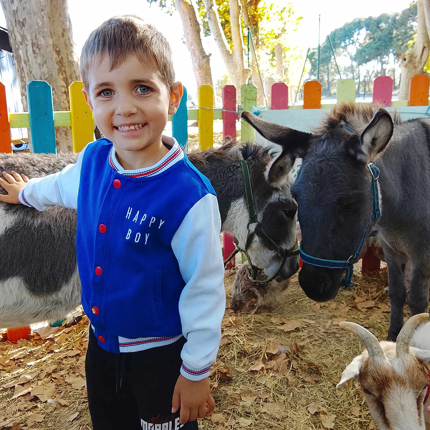 Lorenzo participe au concours pour gagner de l'argent avec cette photo : animal, autumn, blue_jacket, boy, casual_clothing, child, daylight, donkey, farm, fence, goat, happy, hay, leaves, nature, outdoor, petting_zoo, playful, portrait, smiling