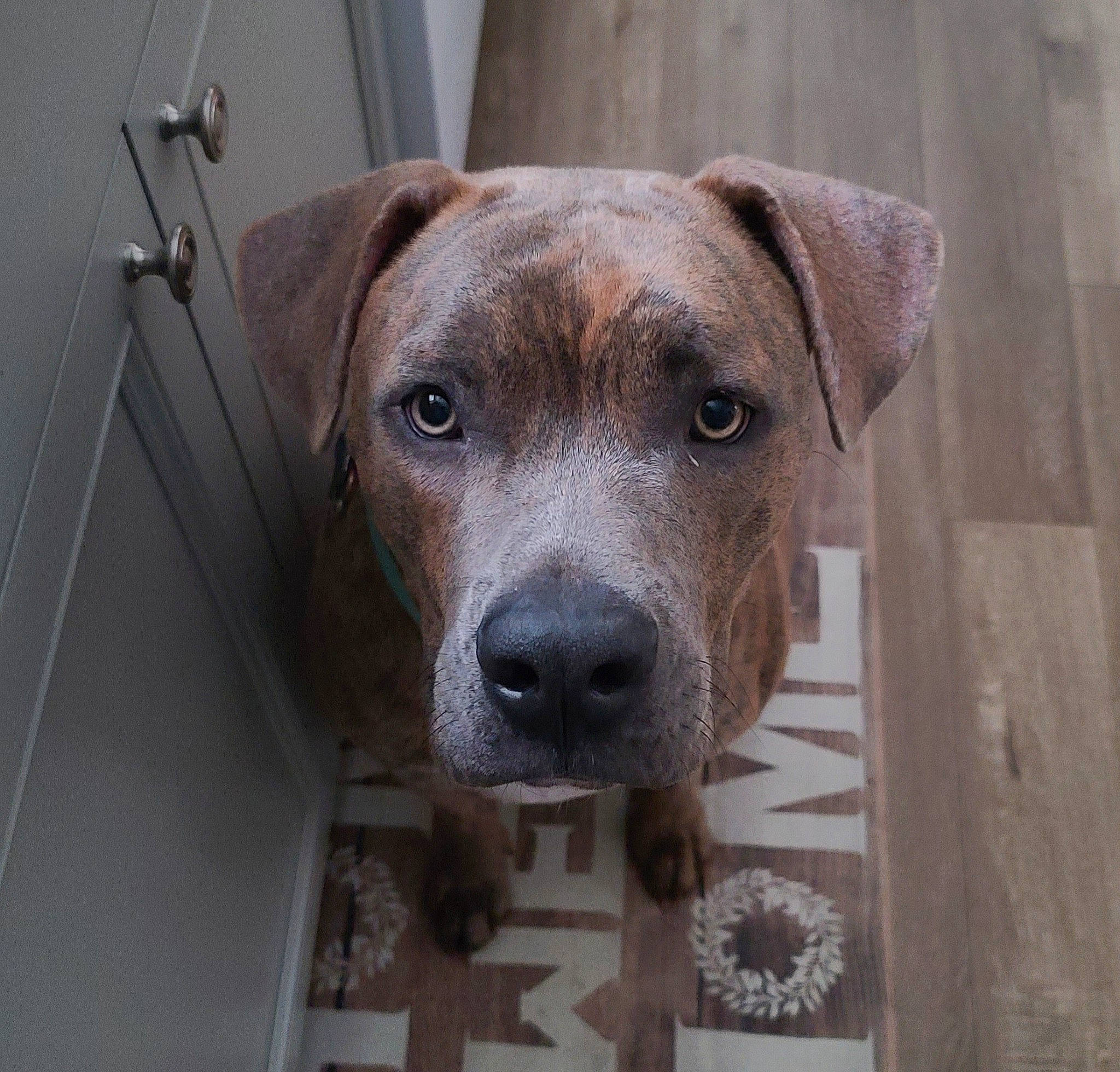 Goose is registered to the contest to win money with this photo: canidae, carnivore, companion_dog, dog, dog_breed, fawn, fur, guard_dog, liver, metal, non_sporting_group, pet_supply, snout, sporting_group, terrestrial_animal, whiskers, wood, working_animal