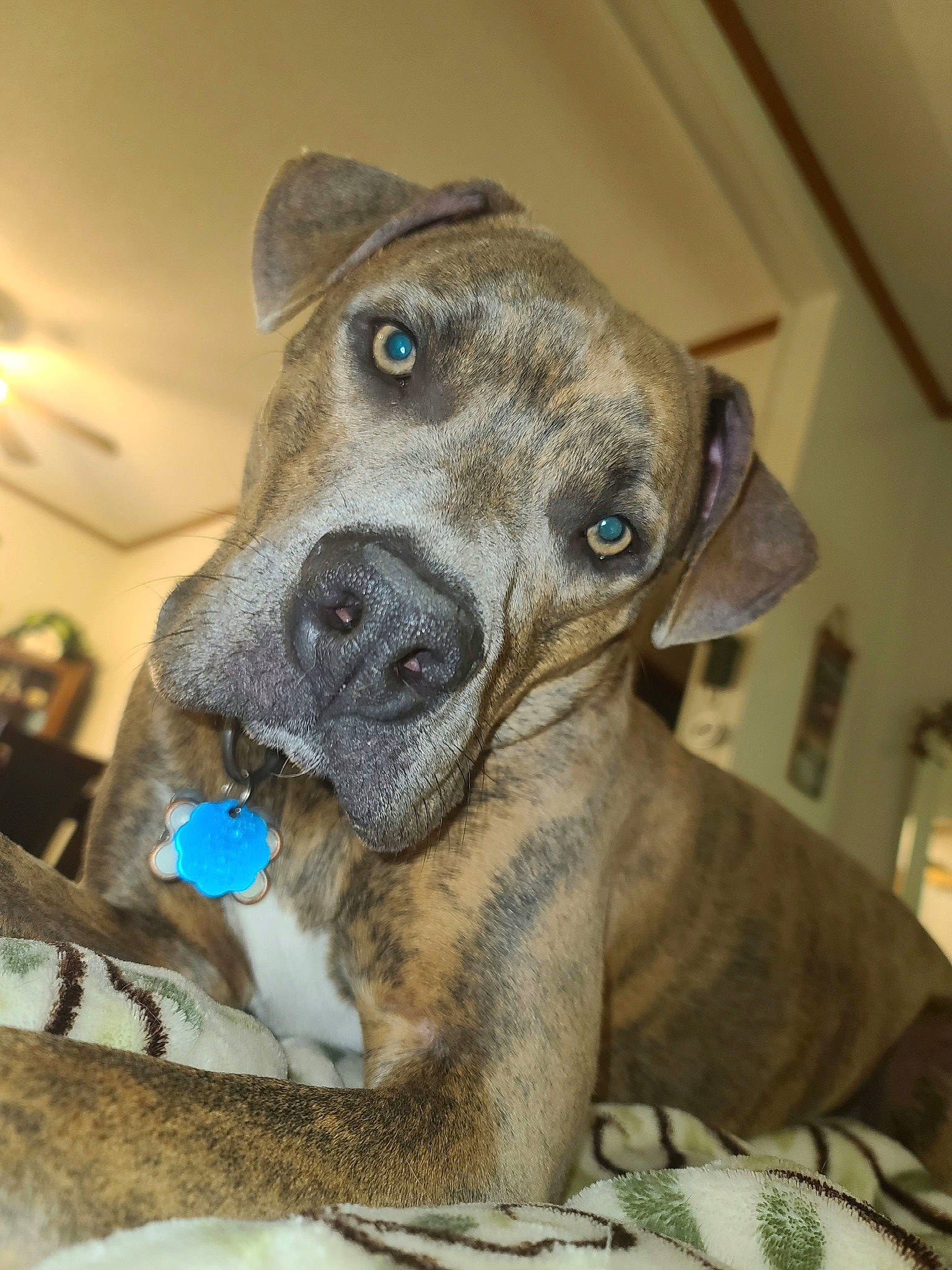 Goose is registered to the contest to win money with this photo: canidae, carnivore, collar, companion_dog, dog, dog_breed, dog_collar, ear, fur, houseplant, liver, mexican_hairless_dog, non_sporting_group, pet_supply, picture_frame, puppy, sporting_group, terrestrial_animal, whiskers, working_animal