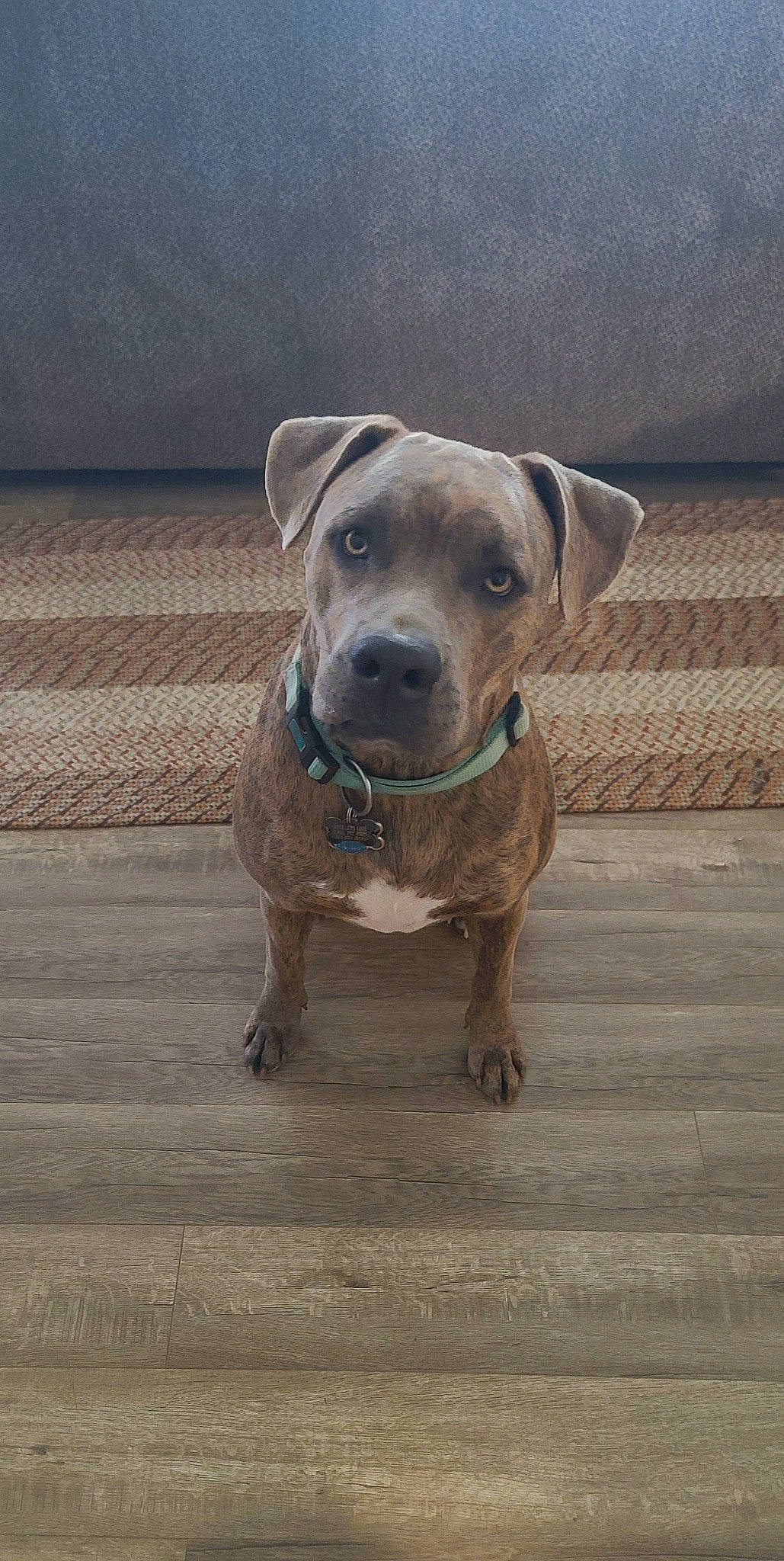 Goose is registered to the contest to win money with this photo: canidae, carnivore, collar, companion_dog, dog, dog_breed, dog_collar, fawn, liver, molosser, pet_supply, road_surface, snout, sporting_group, terrestrial_animal, whiskers, wood, working_animal, working_dog, wrinkle