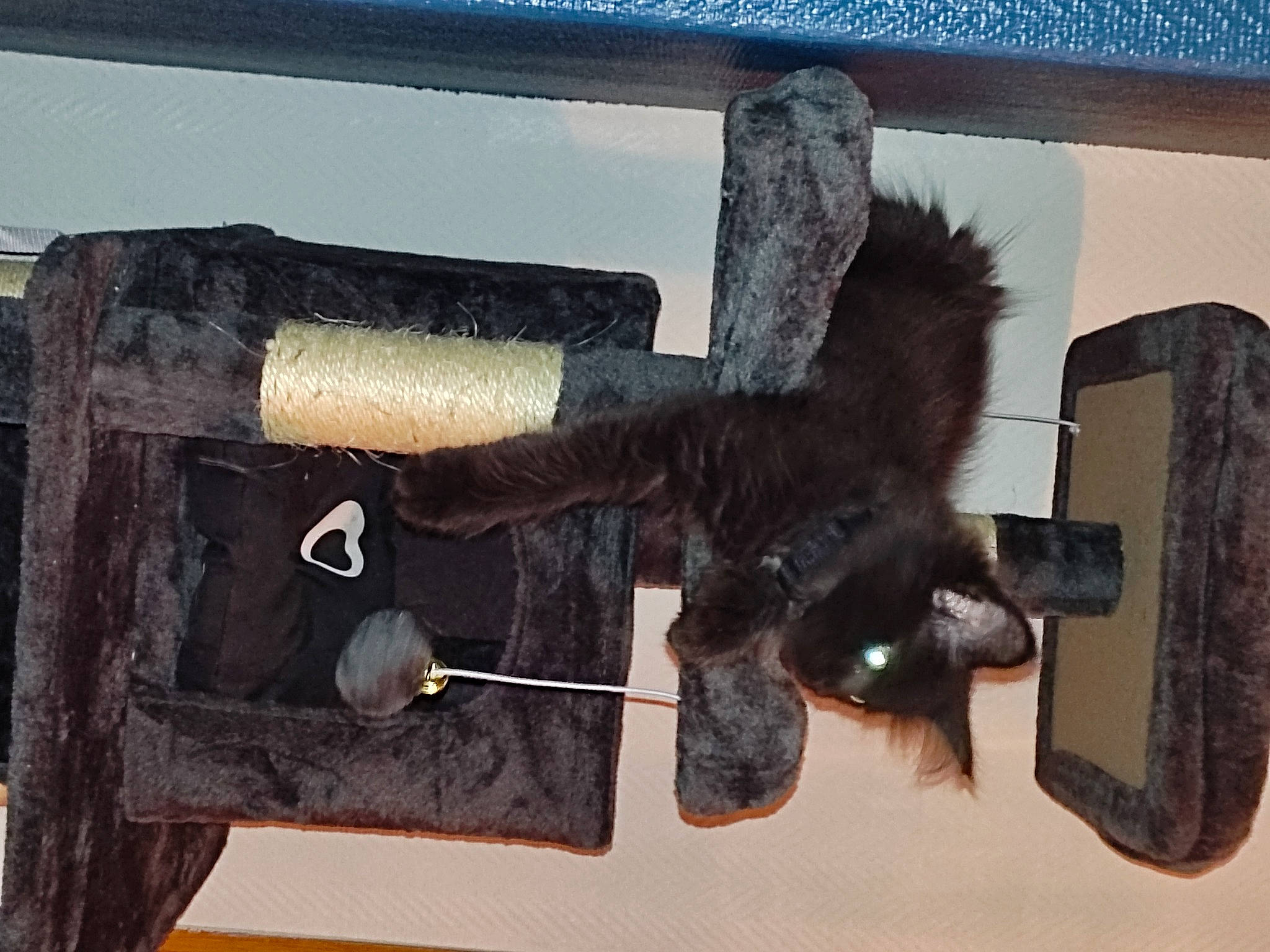 Bagheera participe au concours pour gagner de l'argent avec cette photo : art, fur, hat, pet_supply, room, shelf, shelving, tail, terrestrial_animal, visual_arts, wood, working_animal