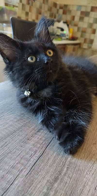 Bagheera participe au concours pour gagner de l'argent avec cette photo : black_cat, bombay, carnivore, cat, claw, domestic_short_haired_cat, felidae, flooring, fur, grey, hardwood, laminate_flooring, paw, small_to_medium_sized_cats, snout, tail, terrestrial_animal, whiskers, wood, wood_flooring