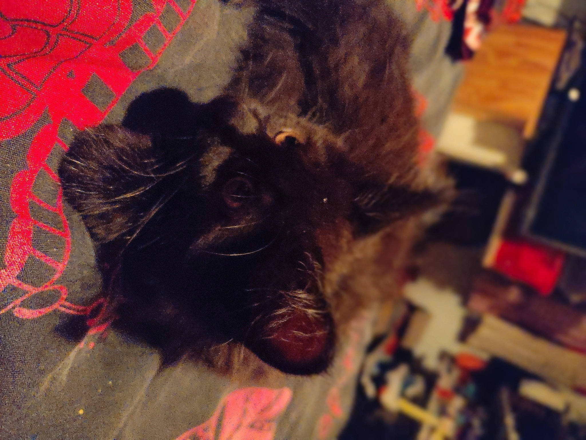 Bagheera a rejoint le concours — aidez-le/la à gagner de superbes lots ! canidae, carnivore, claw, companion_dog, dog_breed, ear, fawn, felidae, foot, fur, human_leg, liver, livestock, metal, paw, small_to_medium_sized_cats, sporting_group, terrestrial_animal, whiskers, working_animal