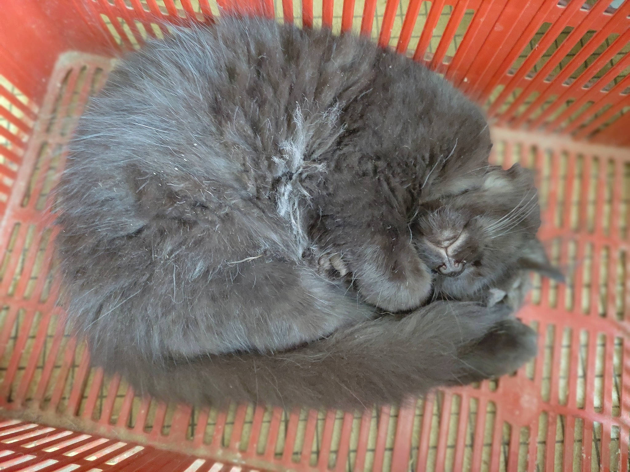 Bagheera a rejoint le concours — aidez-le/la à gagner de superbes lots ! british_longhair, carnivore, cat, claw, comfort, felidae, fur, grey, nap, sleep, small_to_medium_sized_cats, snout, tail, terrestrial_animal, whiskers