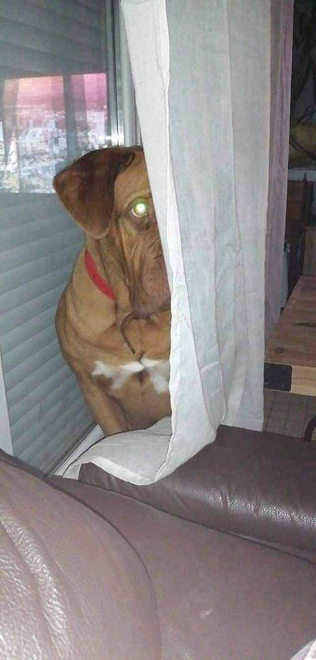 Boubou a rejoint le concours — aidez-le/la à gagner de superbes lots ! armrest, canidae, carnivore, collar, comfort, companion_dog, dog, dog_breed, dog_collar, fawn, floor, flooring, guard_dog, hardwood, liver, pet_supply, sporting_group, wood, working_animal, wrinkle