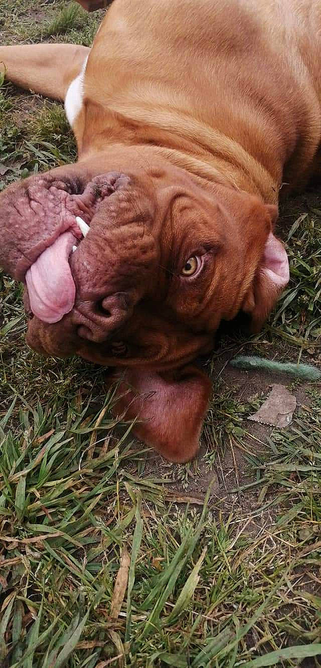 Boubou a rejoint le concours — aidez-le/la à gagner de superbes lots ! bulldog, canidae, carnivore, companion_dog, dog, dog_breed, fawn, grass, liver, natural_material, ori_pei, plant, shar_pei, snout, sporting_group, terrestrial_animal, wood, working_animal, working_dog, wrinkle