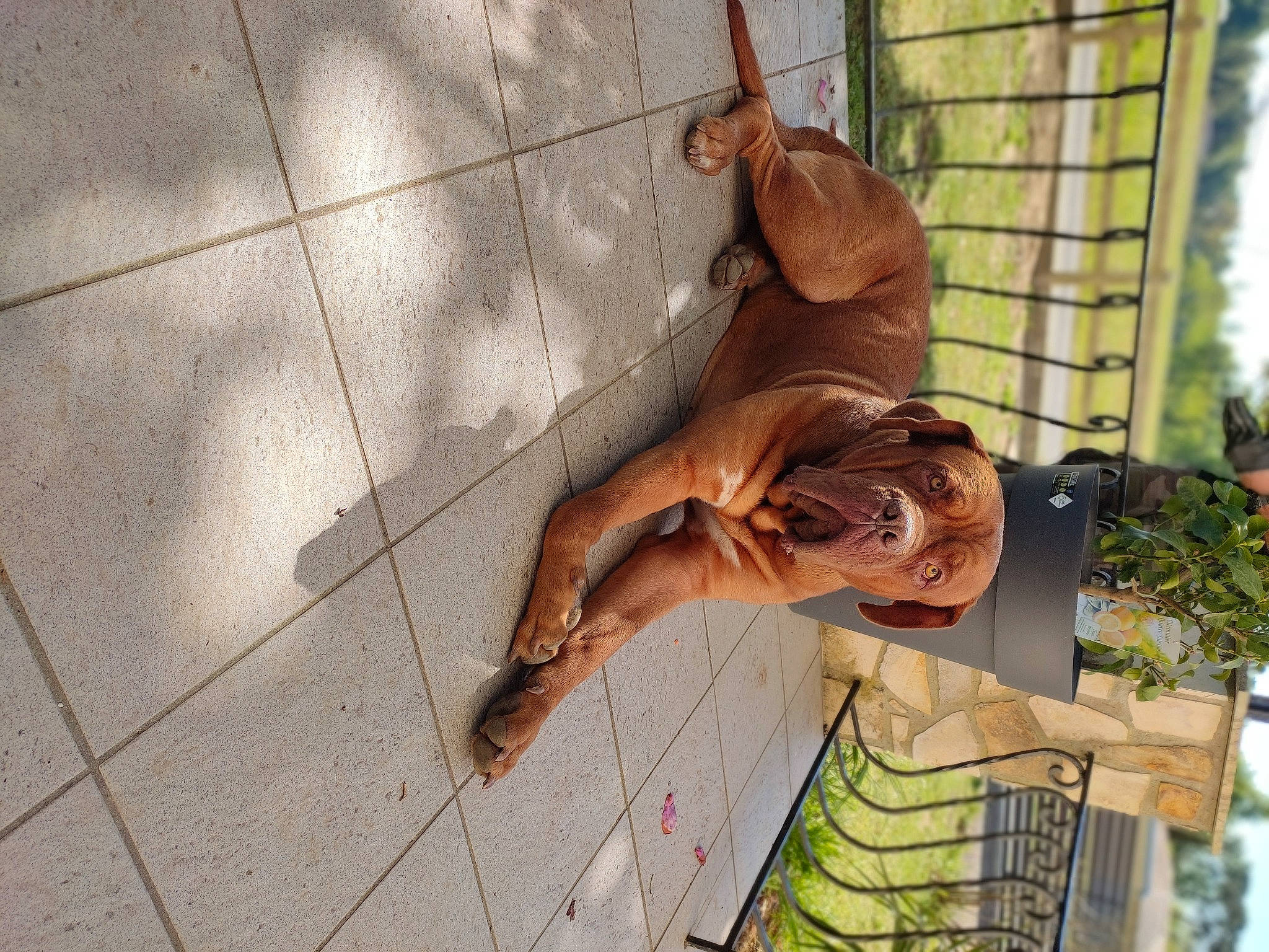 Boubou participe au concours pour gagner de l'argent avec cette photo : brick, dress, eyewear, fawn, flooring, fun, fur, grass, happy, human_leg, leisure, liver, plant, red_hair, shadow, street_fashion, sunglasses, thigh, tree, wood