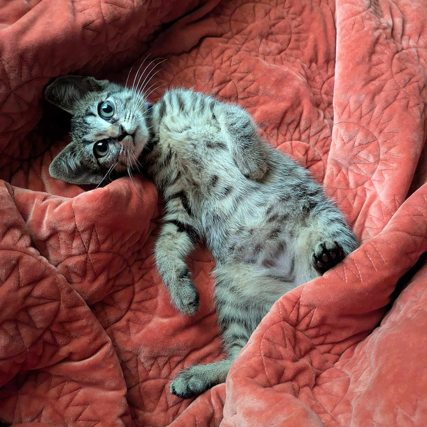 Mini Meow is registered to the contest to win money with this photo: animal, blanket, cat, cozy, cute, fur, indoor, kitten, lying_down, paw, pet, quilt, relaxed, sleepy, small, soft, tabby, whiskers, wide_eyes, young