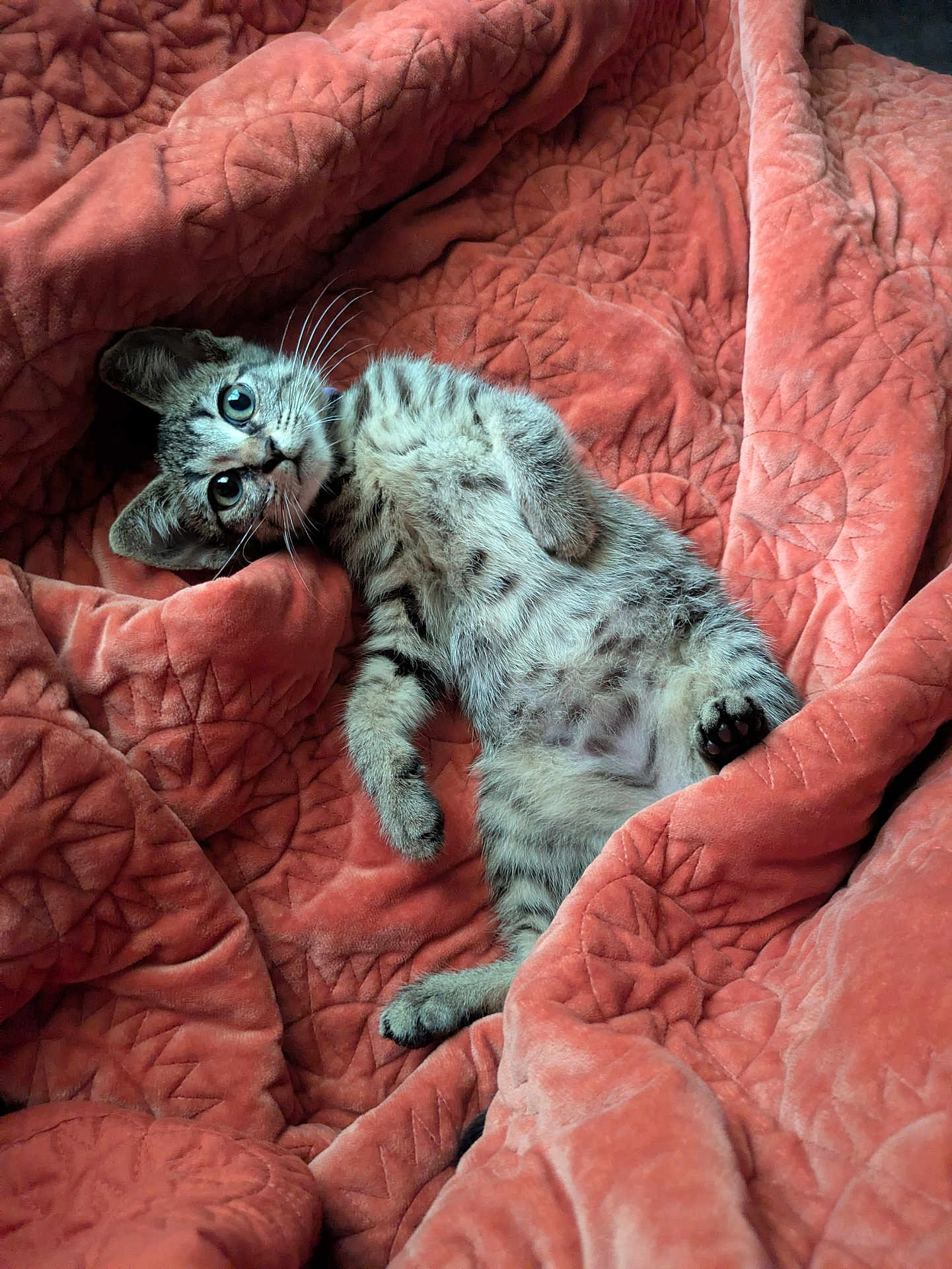 Mini Meow