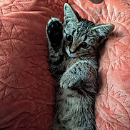 Mini Meow is registered to the contest to win money with this photo: kitten, cat, tabby, paw, blanket, orange, texture, pet, cute, feline, animal, indoor, cozy, soft, fur, playful, resting, small, young, whiskers