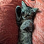 kitten, cat, tabby, paw, blanket, orange, texture, pet, cute, feline, animal, indoor, cozy, soft, fur, playful, resting, small, young, whiskers