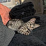 Mini Meow is registered to the contest to win money with this photo: kitten, cat, tabby, striped, feline, pet, indoor, couch, blanket, towel, pillow, cozy, curious, fur, whiskers, ears, animal, resting, home, domestic