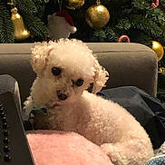 Pumpkin Barker joined the competition — help win amazing prizes! dog, white_dog, curly_fur, blanket, pink_blanket, couch, christmas_tree, christmas_ornaments, golden_baubles, candy_cane, holiday, festive, pet, indoor, cozy, furniture, relaxed, cute, small_dog, decorations