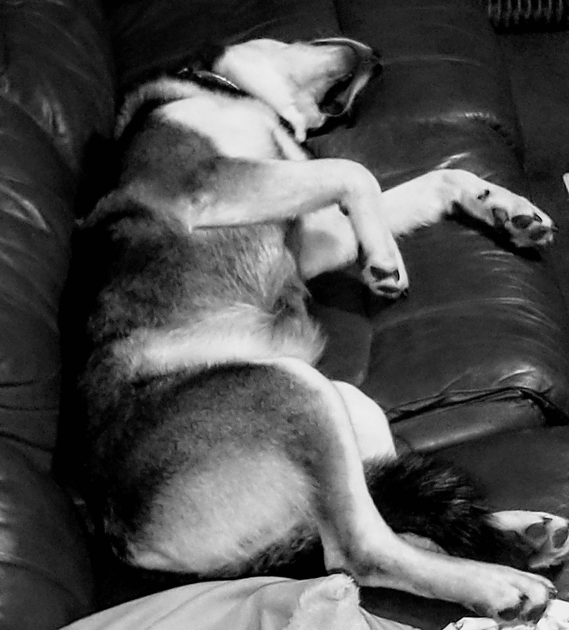 Bender joined the competition — help win amazing prizes! bored, canidae, carnivore, comfort, companion_dog, dog, dog_breed, fawn, foot, fur, human_leg, monochrome, monochrome_photography, nap, paw, snout, sporting_group, tail, whiskers, working_animal