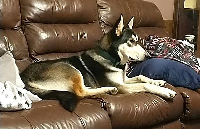 Bender joined the competition — help win amazing prizes! carnivore, comfort, companion_dog, couch, dog, dog_breed, fawn, flooring, fur, furniture, guard_dog, hardwood, interior_design, living_room, room, sleeper_chair, sofa_bed, sporting_group, studio_couch, working_animal