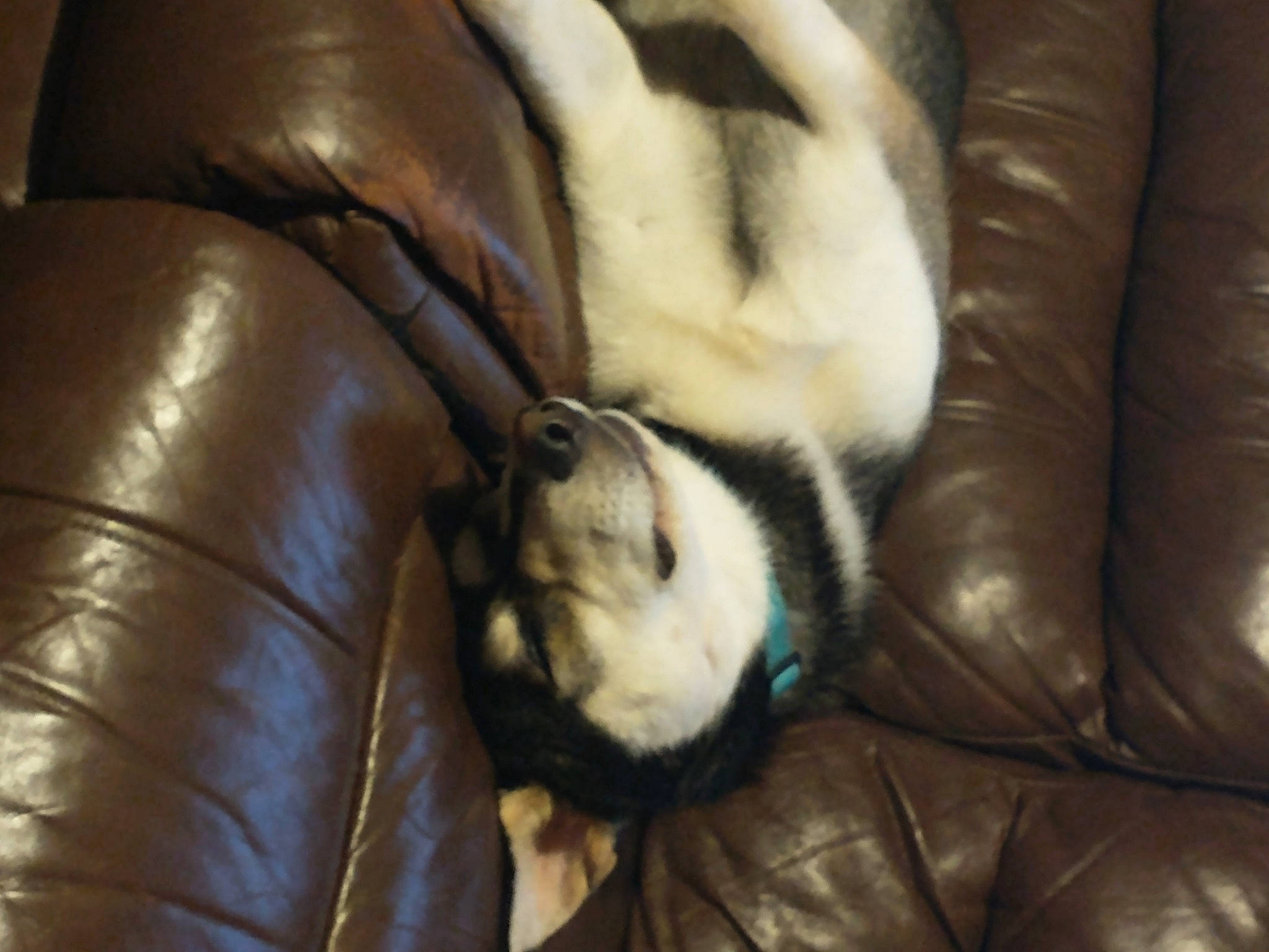 Bender joined the competition — help win amazing prizes! brown, canidae, carnivore, comfort, companion_dog, couch, dog_breed, felidae, foot, fur, human_leg, nap, paw, small_to_medium_sized_cats, snout, sporting_group, tail, terrestrial_animal, textile, whiskers