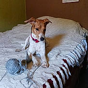 Stana participe au concours pour gagner de l'argent avec cette photo : dog, bed, blanket, yarn, red_collar, indoor, calendar, wall, white, brown, furniture, floor, curious, tassels, knitting, pet, cozy, relaxed, domestic, animal