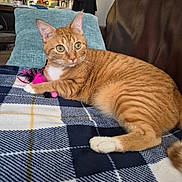 Reba is registered to the contest to win money with this photo: blanket, cat, checkered, couch, cozy, domestic, ears, feather_toy, feline, fur, ginger_cat, home, indoor, living_room, pet, pillow, relaxed, tabby, toy, whiskers