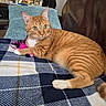 blanket, cat, checkered, couch, cozy, domestic, ears, feather_toy, feline, fur, ginger_cat, home, indoor, living_room, pet, pillow, relaxed, tabby, toy, whiskers