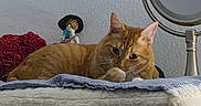 Reba joined the competition — help win amazing prizes! animal, blanket, cat, closeup, cushion, decor, domestic_animal, feline, figurine, furniture, grooming, home, indoor, mirror, orange_tabby, pet, relaxing, resting, table, wall
