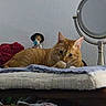 animal, blanket, cat, closeup, cushion, decor, domestic_animal, feline, figurine, furniture, grooming, home, indoor, mirror, orange_tabby, pet, relaxing, resting, table, wall