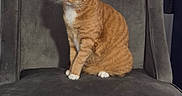 Reba is registered to the contest to win money with this photo: cat, orange_tabby, white_paws, chair, gray_chair, furniture, indoor, pet, animal, curious, sitting, wide_eyes, fluffy, domestic_cat, whiskers, ears, looking, cozy, home, cute