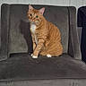 cat, orange_tabby, white_paws, chair, gray_chair, furniture, indoor, pet, animal, curious, sitting, wide_eyes, fluffy, domestic_cat, whiskers, ears, looking, cozy, home, cute