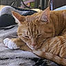 animal, blanket, cat, closeup, comfort, cozy, cute, domestic_cat, feline, fur, home, indoor, orange_tabby, paws, pet, relaxed, resting, sleeping, soft, whiskers