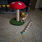 Reba is registered to the contest to win money with this photo: cat, orange_tabby, scratching_post, mushroom_shaped, feather_toy, colorful_toy, fuzzy_toy, indoor, tile_floor, chair, cardboard_box, curious, playful, pet_toy, animal, feline, crouching, home, cozy, yellow_string