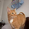 Reba joined the competition — help win amazing prizes! cat, orange_tabby, indoor, balloon, rainbow, best_mom, wall, couch, feline, pet, curious, alert, green_eyes, whiskers, tail, mammal, domestic_animal, household, cute, animal