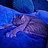 bed, blanket, blue_light, cat, comfort, cozy, feline, fur, home, indoor, night, orange_tabby, pet, pillow, quiet, relaxation, resting, sleeping, soft_texture, stretching