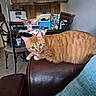 cat, chairs, cozy, curious, cushion, dining_table, domestic, feline, green_eyes, household_items, indoor, kitchen, leather_couch, living_room, orange_tabby, pet, refrigerator, tablecloth, tile_floor, wooden_cabinets