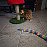Reba is registered to the contest to win money with this photo: cat, orange_cat, tabby, indoor, floor_tile, scratching_post, mushroom_shaped, toy, feather_toy, colorful, fuzzy_toy, curious, crouching, pet, animal, feline, home, carpet, chair, box
