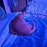 bed, blanket, blue_tones, cat, clothes, cozy, curled_up, domestic, feline, furniture, home, indoor, laundry_basket, orange_tabby, pillow, purple_light, relaxation, resting, sleepy, textile