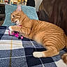 Reba is registered to the contest to win money with this photo: cat, couch, cozy, domestic, feathers, feline, fur, household, indoor, living_room, orange_tabby, paw, pet, pillow, plaid_blanket, playing, relaxing, striped, toy, whiskers