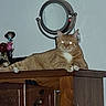 Reba joined the competition — help win amazing prizes! animal, cat, decor, dresser, eyes_glowing, figurine, flash, furniture, ginger_cat, home, indoor, looking, mirror, orange, pet, resting, skeleton, tabletop, white_chest, wood