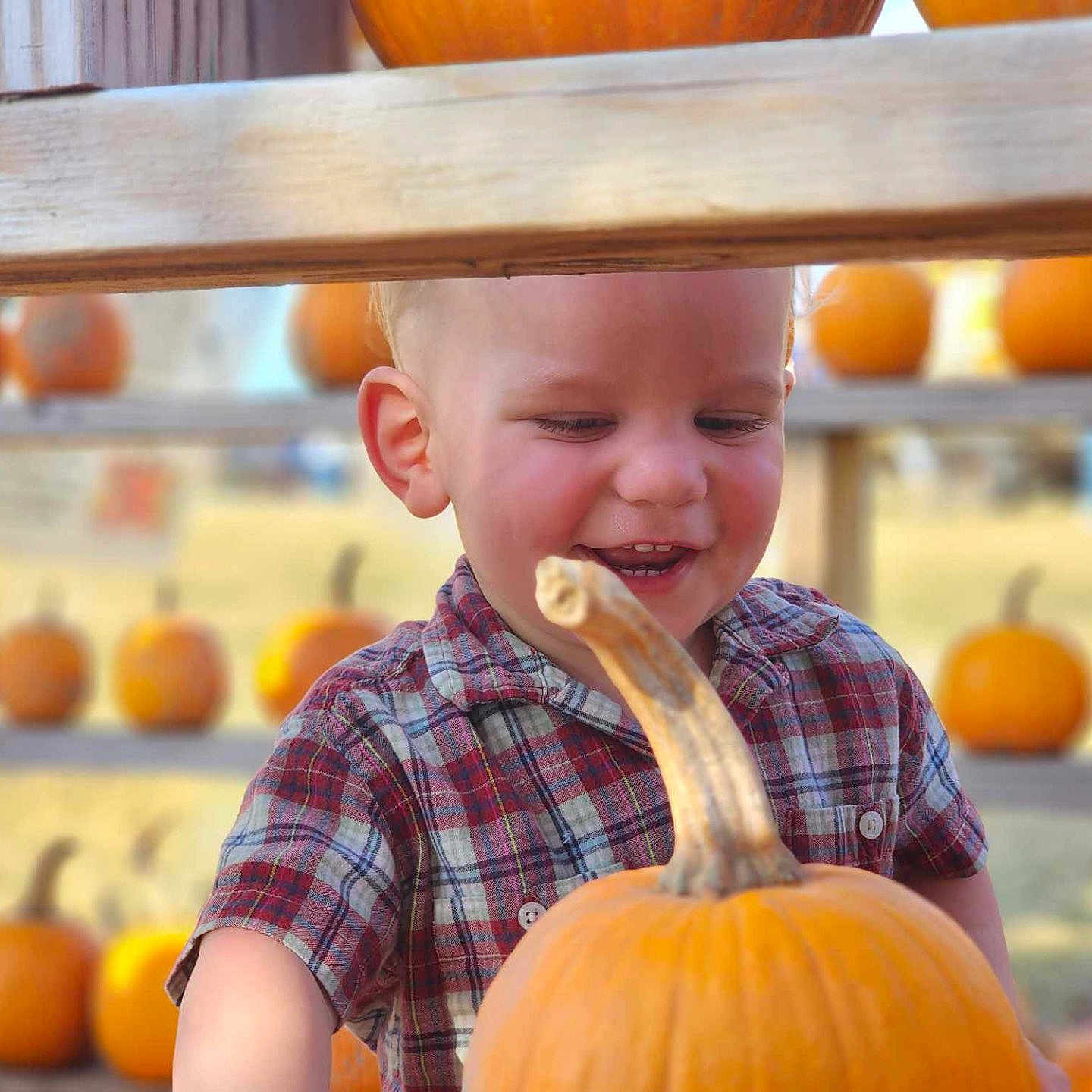 Liam joined the competition — help win amazing prizes! baby, citrusfruit, face, food, fruit, grass, happy, head, laughing, orange, person, photography, plant, portrait, pottedplant, produce, pumpkin, smokepipe, squash, vegetable