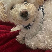 Valentina joined the competition — help win amazing prizes! dog, white_dog, curly_fur, pet, collar, close_up, red_blanket, indoor, cute, animal, fur, snout, paw, resting, cozy, companion, mammal, domestic_animal, portrait, relaxed