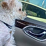 Valentina joined the competition — help win amazing prizes! calm, car_door, car_interior, chrome_handle, closeup, collar, curly_fur, daylight, dog, domestic_animal, looking_out, parked_car, pet, reflection, side_view, tag, vehicle, white_dog, window, wood_trim