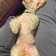 Valentina is registered to the contest to win money with this photo: animal, calm, companion, cozy, curly_fur, cute, dog, domestic_animal, fur, grey_sweatpants, indoor, lap, person, pet, purple_background, relaxed, resting, sleeping, small_dog, white_dog