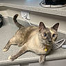 Grace joined the competition — help win amazing prizes! cat, blue_eyes, domestic, indoor, countertop, curious, feline, pet, resting, speckled_surface, whiskers, collar, yellow_tag, power_outlet, basket, cord, wall, kitchen, fur, ears