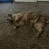 Grace is registered to the contest to win money with this photo: cat, carpet, indoor, feline, relaxed, resting, fluffy, pet, animal, domestic, living_room, brown, box, television, floor, cozy, cute, sleeping, home, quiet