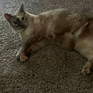 Grace is registered to the contest to win money with this photo: cat, carpet, indoor, pet, animal, feline, lying_down, fur, ears, whiskers, relaxed, domestic, mammal, resting, sleepy, cozy, home, floor, cute, quiet